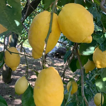 Sorrento Studios Lemons Hill-3